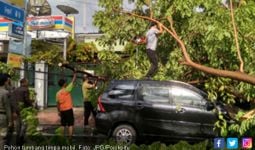 Antar Istri Kerja, Pengendara Mobil Tertimpa Pohon Tumbang - JPNN.com