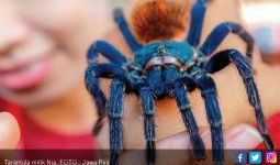 Cewek ini Pelihara 100 Tarantula - JPNN.com