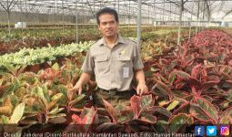 Dirjen Hortikultura Pangkas Proses Izin Ekspor Tanaman Hias - JPNN.com