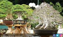 Mau Lihat Ratusan Bonsai Cantik? Yuk Datang Ke Taman Surya - JPNN.com