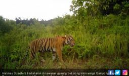 Harimau Berkeliaran Dekat Permukiman Warga di Aceh Selatan - JPNN.com