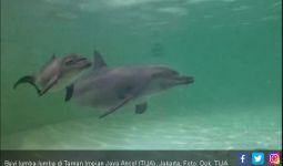 KLHK Beri Nama untuk Bayi Lumba-lumba di Ancol - JPNN.com