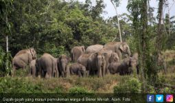 43 Gajah Masuk Kampung, Warga Arul Cincin Terpaksa Mengungsi - JPNN.com