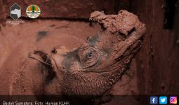 Satu Ekor Badak Sumatera Berhasil Diselamatkan di Kalimantan - JPNN.com