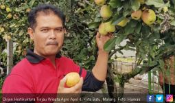 Dirjen Hortikultura Tinjau Wisata Agro Apel di Kota Batu - JPNN.com