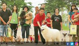 Aksi Nyata pada Anjing Telantar - JPNN.com