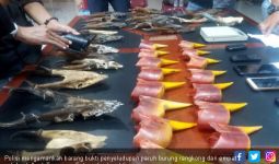 Penyeludup Paruh Burung Rangkong Ditangkap di Aceh Tenggara - JPNN.com