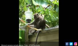 Kawanan Monyet Serang Rumah Warga, Bunuh Ternak - JPNN.com