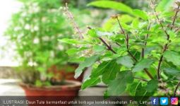 8 Khasiat Air Tulsi, Bantu Obati Penyakit Ini - JPNN.com