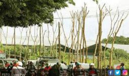 Pemkot Bakal Tanam Lagi 1.000 Pohon Viral - JPNN.com