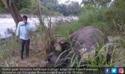Seekor Gajah Ditemukan Mati dengan Gading Hilang di Bireuen - JPNN.com