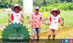 Barito Timur Siap Jadi Sentra Baru Bawang Merah Kalimantan - JPNN.com