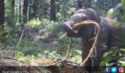 Kebakaran Hutan di Taman Nasional Tesso Nilo, 8 Ekor Gajah Sumatera Terpaksa Dipindahkan - JPNN.com