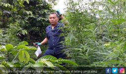 Lihat, Polisi Temukan Ladang Ganja di Pagaralam - JPNN.com