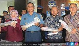 Penyelundupan Ribuan Bayi Lobster Digagalkan, Nilainya Fantastis - JPNN.com