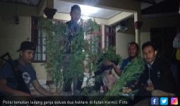 Polisi Temukan Ladang Ganja Seluas Dua Hektare di Kerinci - JPNN.com