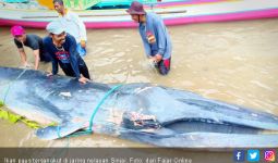 Nelayan Sinjai Temukan Ikan dengan Panjang 5 Meter, Berat 1 Ton - JPNN.com