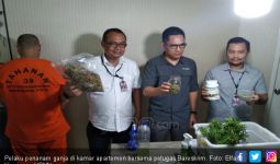 Bareskrim Geruduk Kamar Apartemen yang Dijadikan Kebun Ganja - JPNN.com