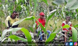 Serbuan Monyet Ngeri! Ayolah Segera Panggil Para Pawang dari Suku Baduy - JPNN.com