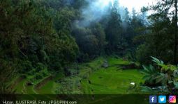 KLHK Salurkan Pinjaman Rp 27,9 Miliar ke Petani Hutan - JPNN.com