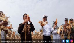 Banjir Jagung 50 Ribu Hektar di Tuban, Mentan : I Love You Full Petani - JPNN.com