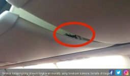 Insiden Kalajengking Naik Lion Air Jadi Sorotan Media Asing - JPNN.com