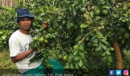 Jumali jadi Petani Lemon California, Omzet Rp 120 Juta sejak Panen Pertama - JPNN.com