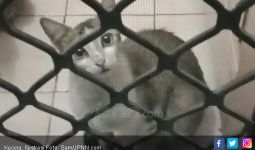 Kucing – Kucing Mati Bergelimpangan di Perumahan Elite - JPNN.com