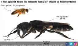 38 Tahun Hilang, Lebah Raksasa Ditemukan di Hutan Maluku - JPNN.com