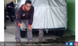 Warga Sibuluan Kembali Dihebohkan King Kobra Sepanjang Tiga Meter - JPNN.com