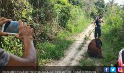 Orang Utan Berkeliaran di Permukiman Warga, Heboh - JPNN.com