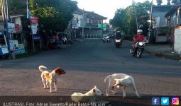 Setop Jual Beli Daging Anjing, Akademisi Sarankan Koster Bikin Pergub - JPNN.com