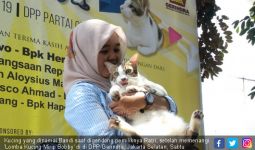 Meong! Bandi jadi Pemenang Lomba Kucing Mirip Milik Prabowo - JPNN.com