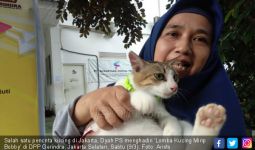 Sahabat Bobby Gelar Lomba Kucing Mirip Milik Prabowo - JPNN.com