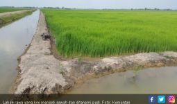 Petani Sumsel Rasakan Manfaat Besar Program Serasi 220 Ribu Hektare - JPNN.com