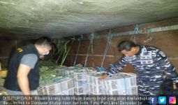 TNI AL Gagalkan Penyelundupan 1.500 Ekor Burung Kicau Asal Lombok - JPNN.com