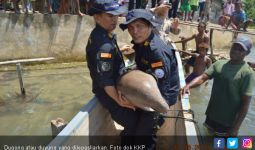 KKP Lepasliarkan Spesies Dilindungi Dugong - JPNN.com