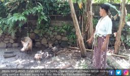 Anjing Liar Serang Hewan Ternak, Warga Waswas - JPNN.com