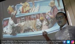 Terjerat Jaring Pemburu, Penjaga Hutan Nyaris Jadi Santapan Harimau Sumatera - JPNN.com