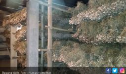 Kejar Target Swasembada, Kementan Genjot Produksi Bawang Putih di Sukabumi - JPNN.com