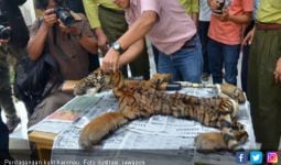 KLHK dan Polisi Berhasil Bongkar Sindikat Perdagangan Kulit Harimau - JPNN.com