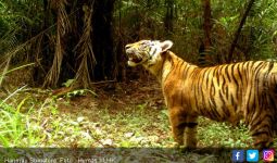 Harimau Sumatera yang Tersisa di Sumut Diperkirakan Hanya 35 Ekor - JPNN.com