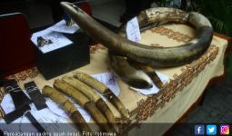 Singapura Gagalkan Penyelundupan 8,8 Ton Gading Gajah Afrika - JPNN.com