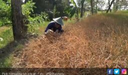 Petani Kecewa Berat, Bakar Tanaman Padi Puluhan Hektar - JPNN.com