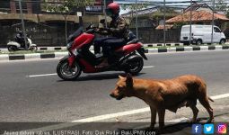 Anjing Diduga Positif Rabies Terkam Empat Warga di Jembrana - JPNN.com