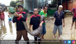 Buaya, Ular Piton, Kobra, Bermunculan di Tengah Banjir Samarinda - JPNN.com