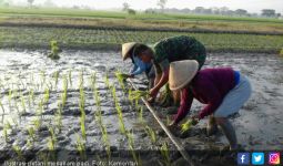 Ini Upaya Kementan Atasi Kekeringan Petani Selama Musim Kemarau - JPNN.com