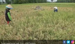 192 Hektare Tanaman Padi di Serang Mengalami Puso - JPNN.com
