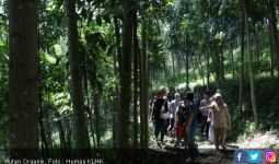 KLHK Siapkan Bibit Pohon Untuk Rehabilitasi Hutan dan Lahan - JPNN.com