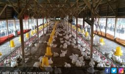 Ada Pemberitaan soal Harga Ayam Rp 770 ribu per Ekor, Ini Penjelasan Dirjen PKH - JPNN.com